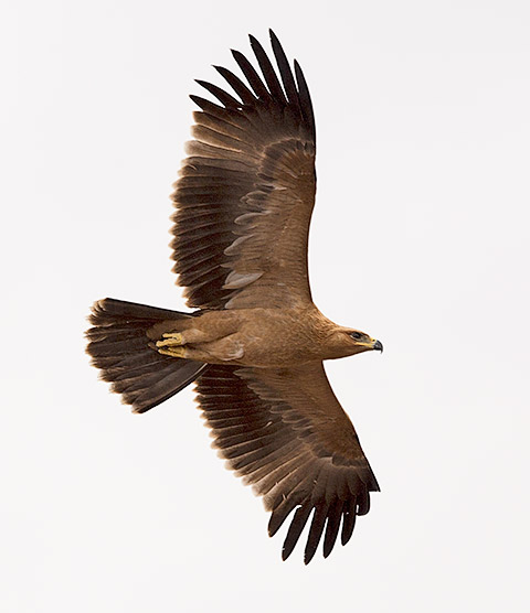 Tawny Eagle in flight